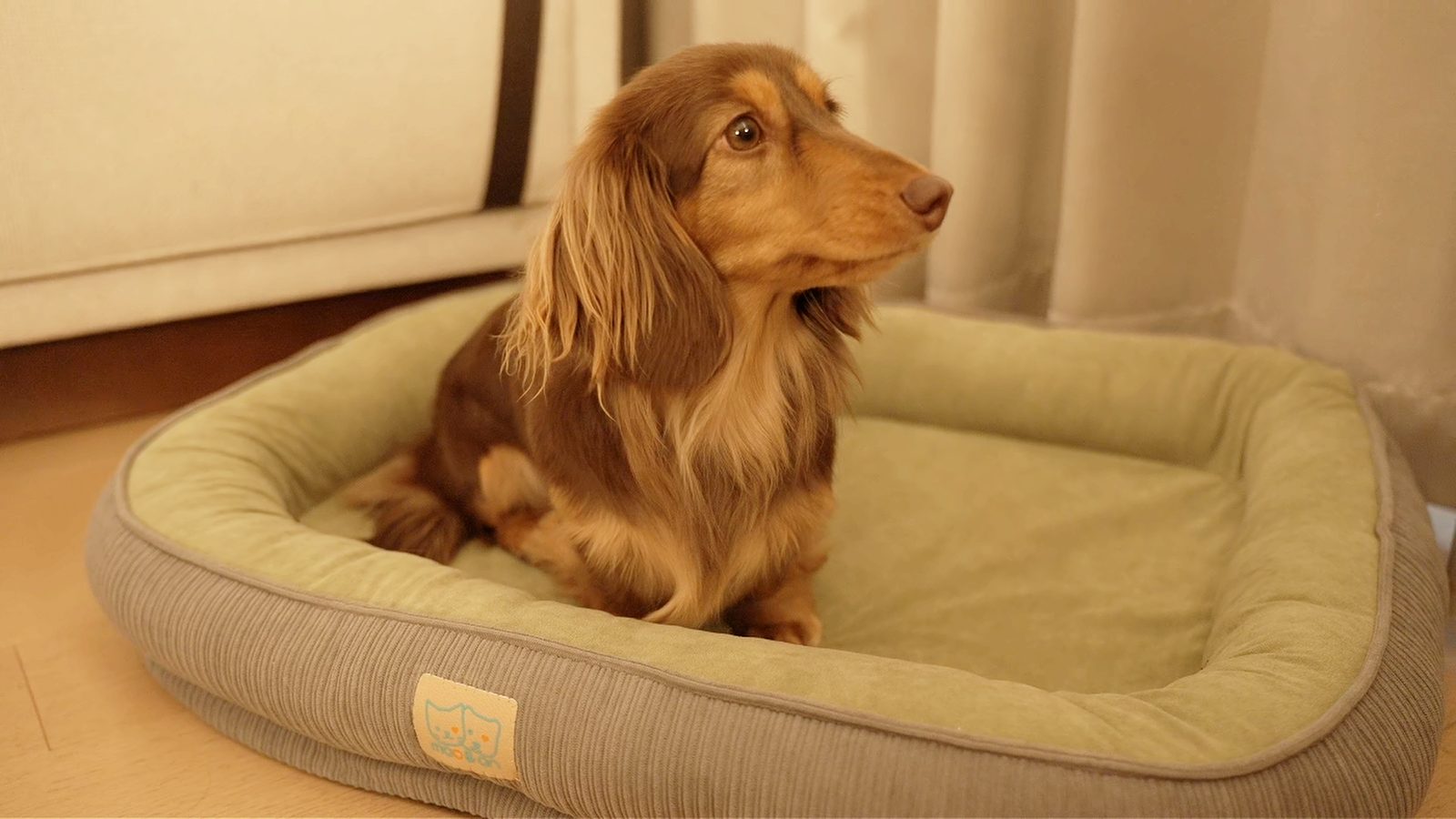 毛安安智能宠物健康监测窝垫与趴卧其中的长毛腊肠犬