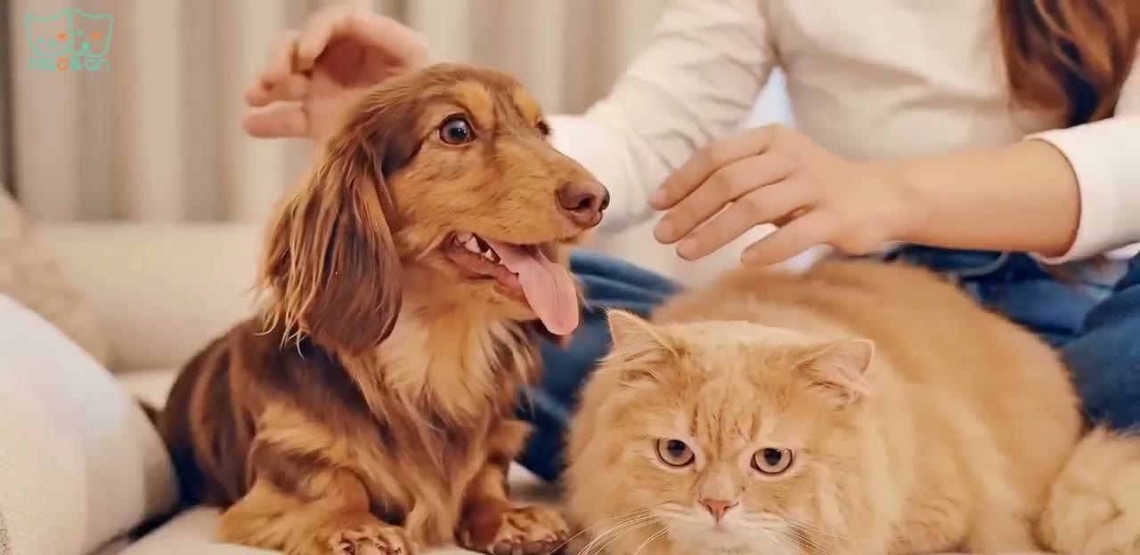 狗和猫一同在沙发上被主人抚摸
